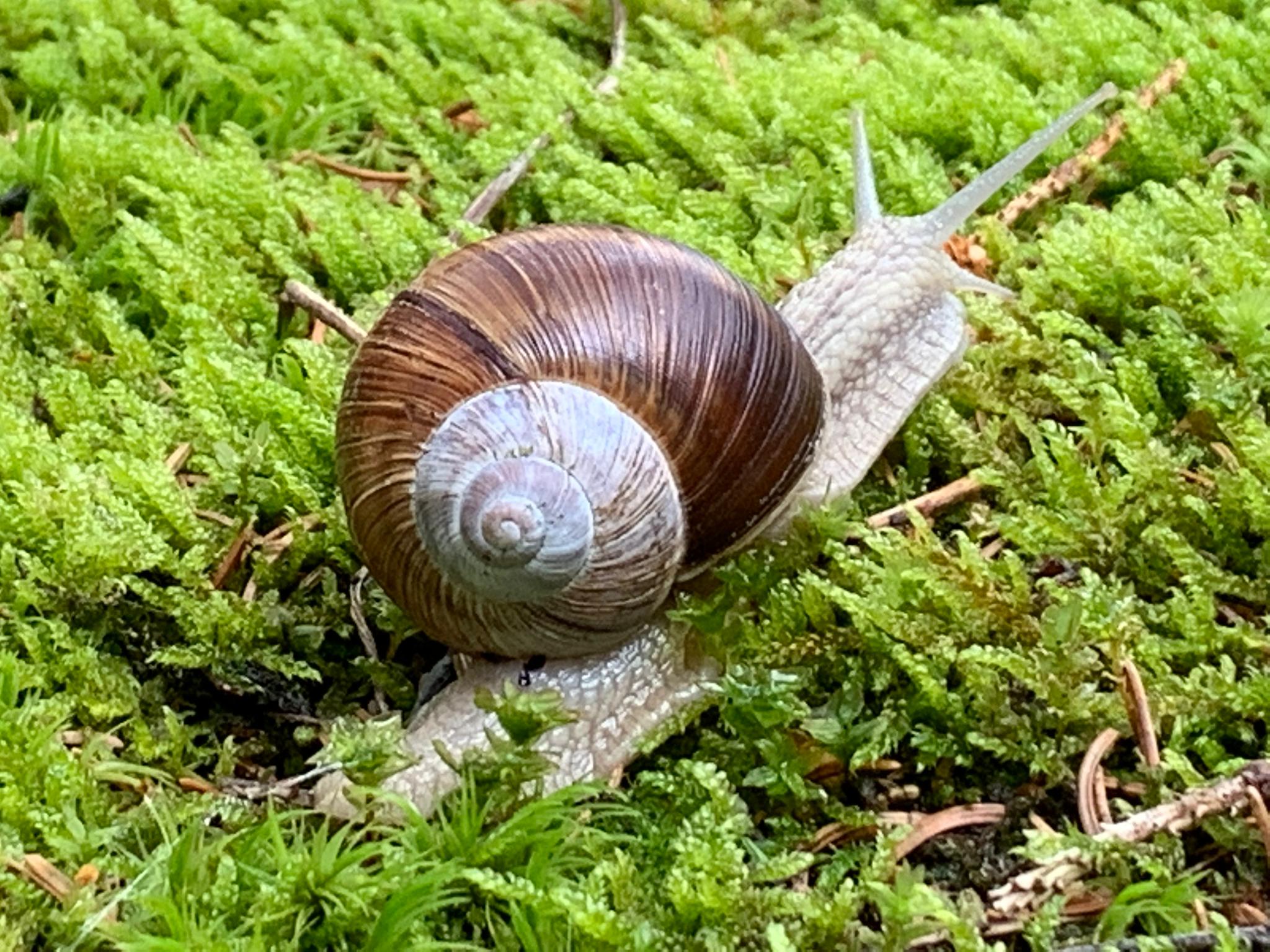 Schnecke2